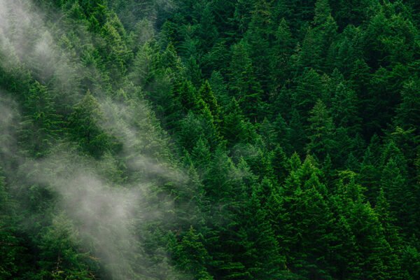 Environmental organisations critical of proposed