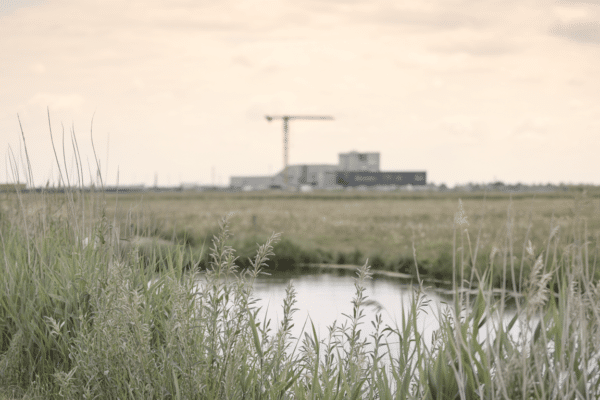 Dutch polder landscape with reeds in the foreground and an industrial building with a crane on the horizon